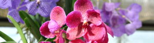 thailand orchid 49922