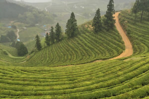 Teefelder von Boseong