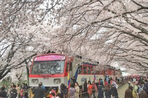 Kirschblüten in Jinhae