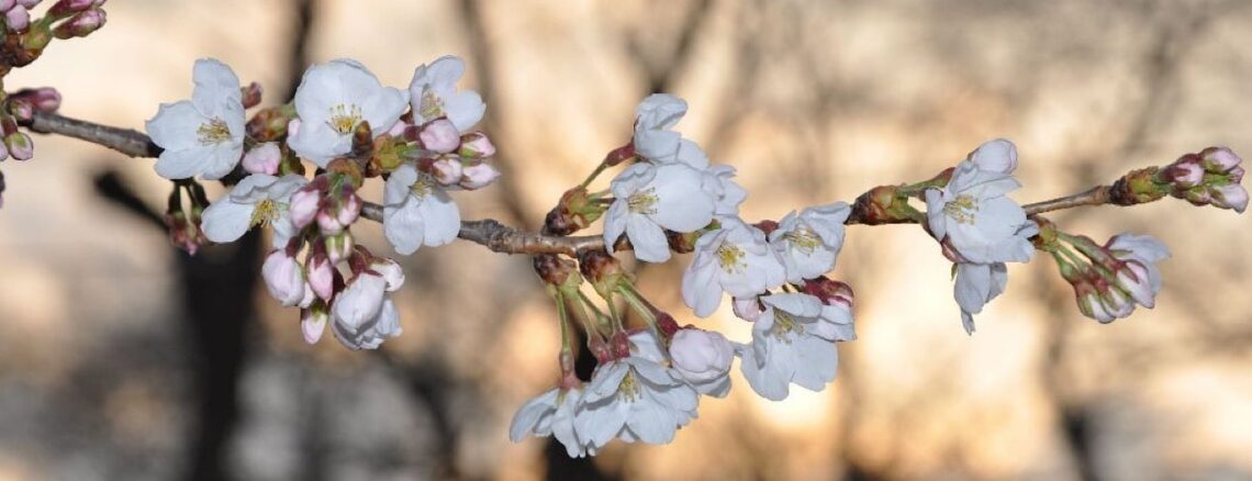 Kirschblüten in Himeji, Japan