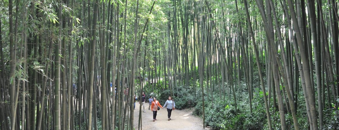 Bambuswald von Damyang