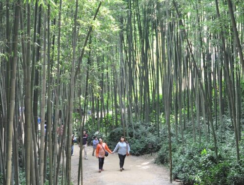 Bambuswald von Damyang