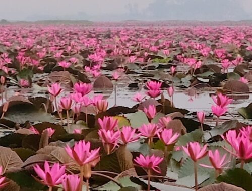 Lotus Pond in der Udon Thani Provinz von Thailand