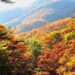 Herbstwald in Mungyeong, Südkorea